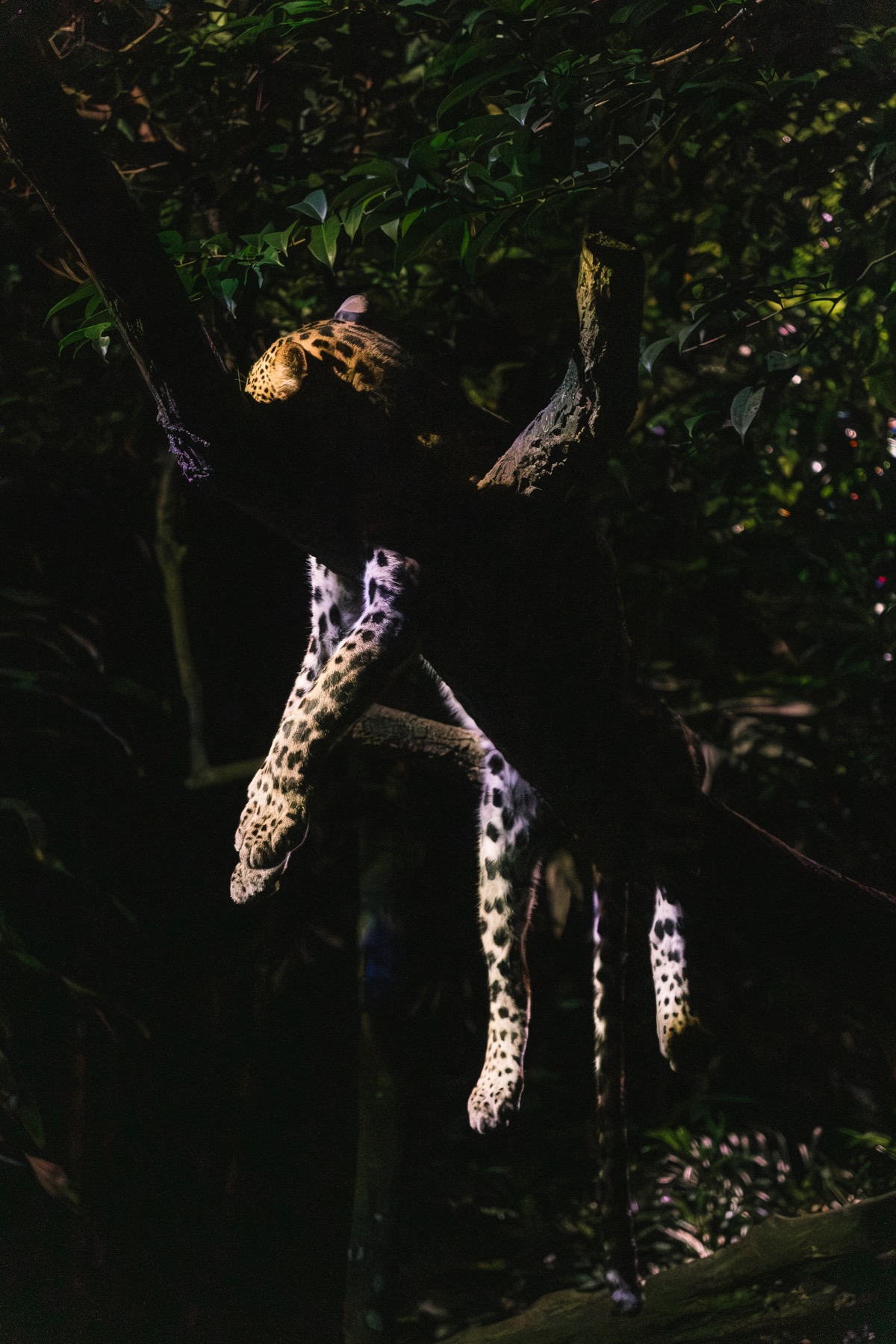 Photograph from Night Safari by Max Du