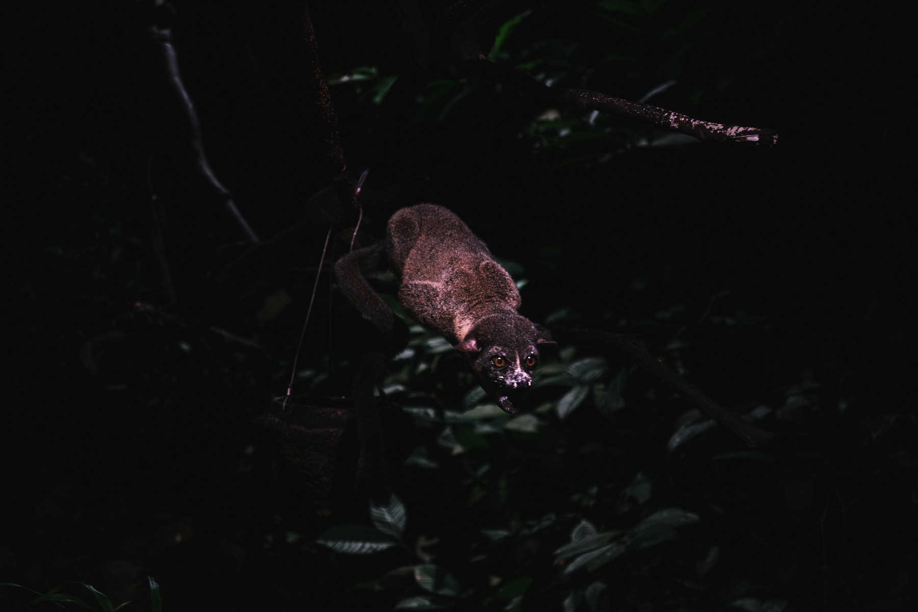 Photograph from Night Safari by Max Du