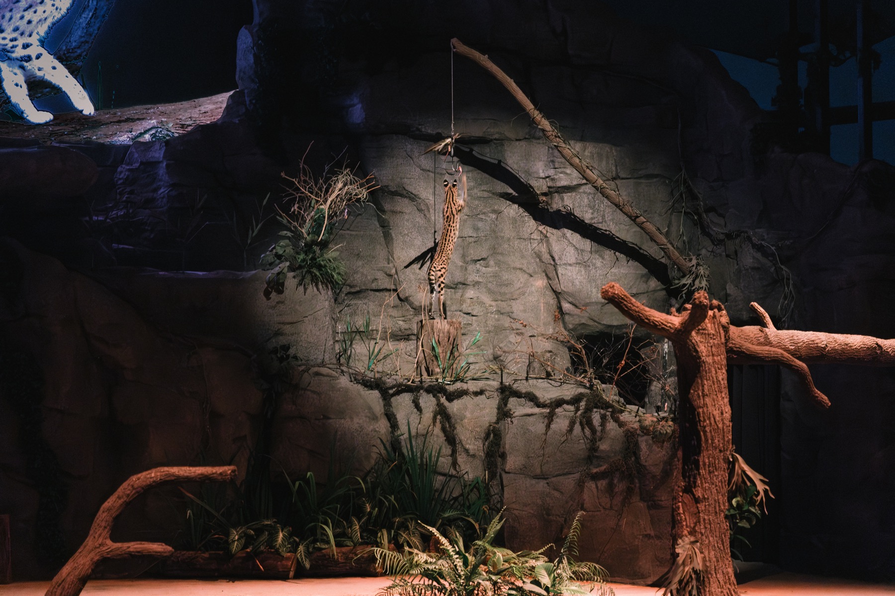 Photograph from Night Safari by Max Du