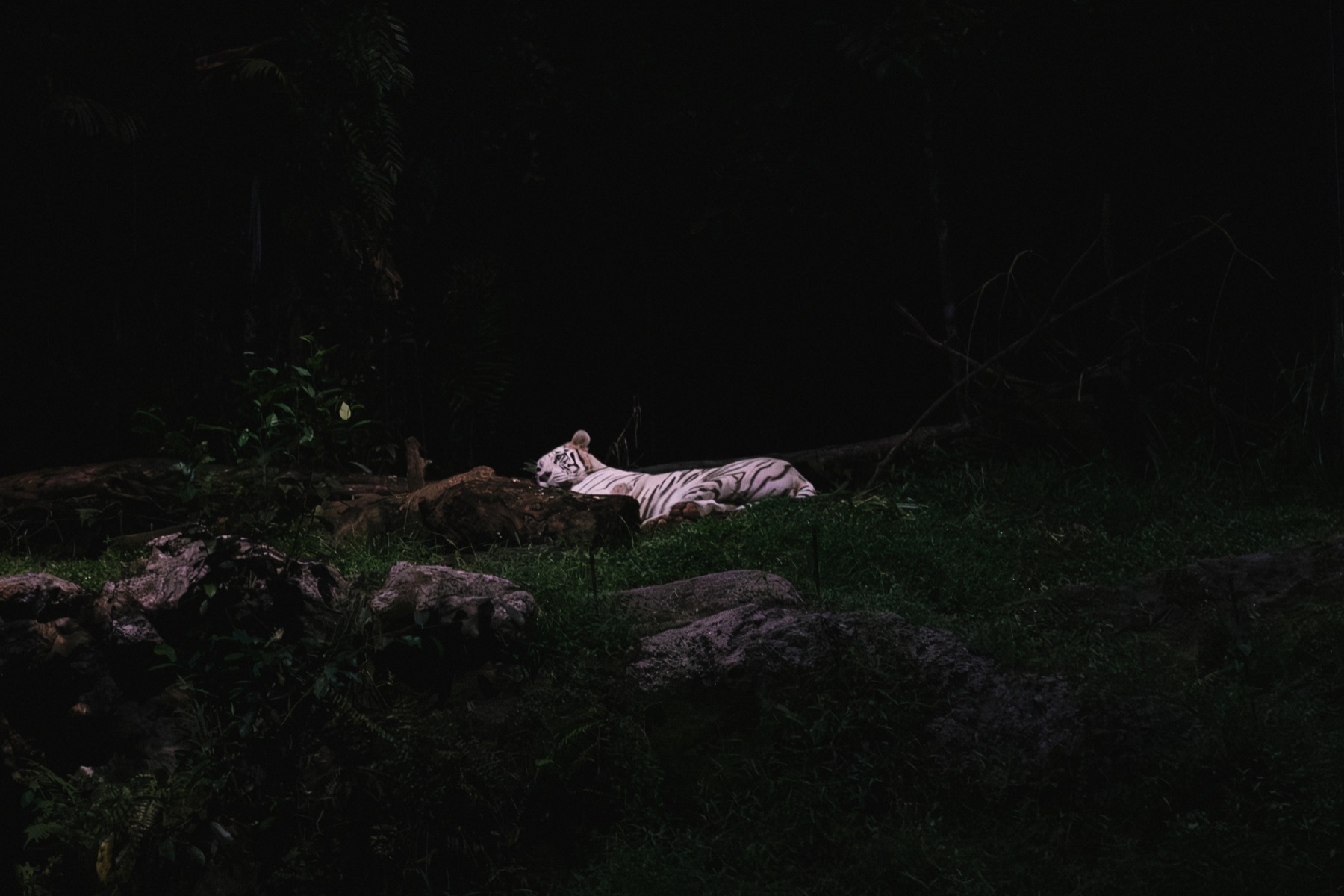 Photograph from Night Safari by Max Du
