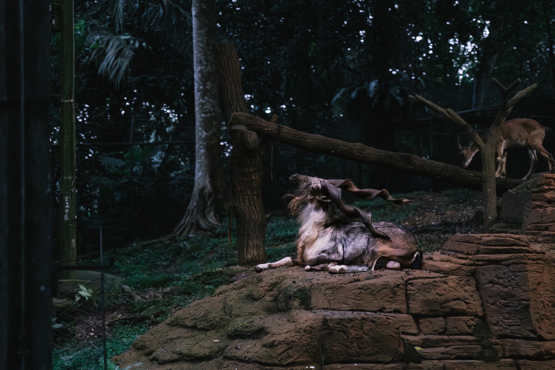 Photograph from Night Safari by Max Du