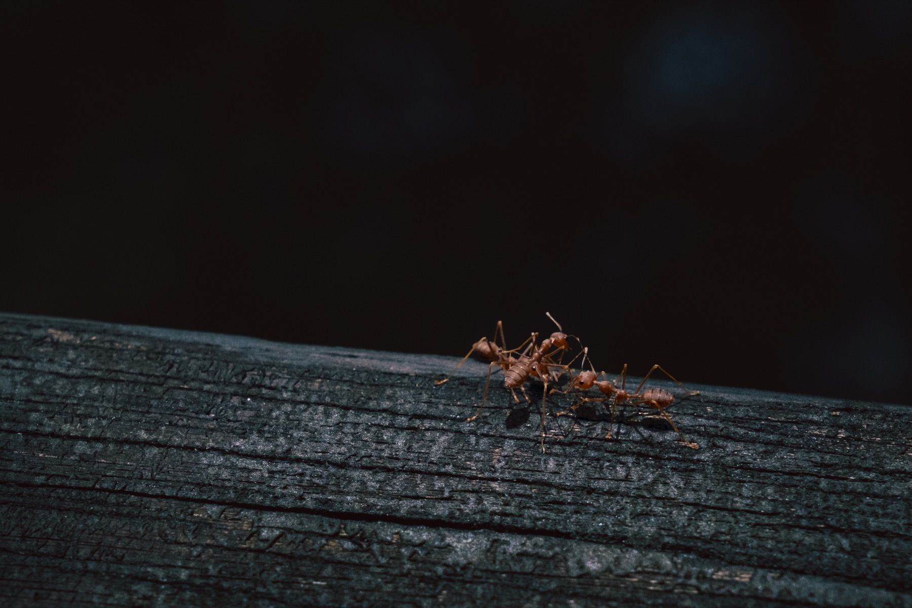 Photograph from Sungei Buloh by Max Du