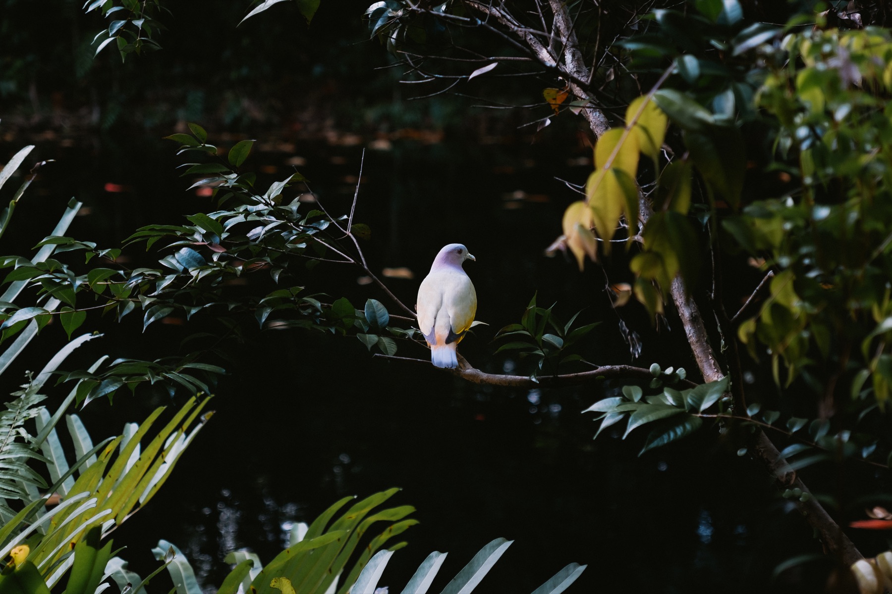 Photograph from Sungei Buloh by Max Du